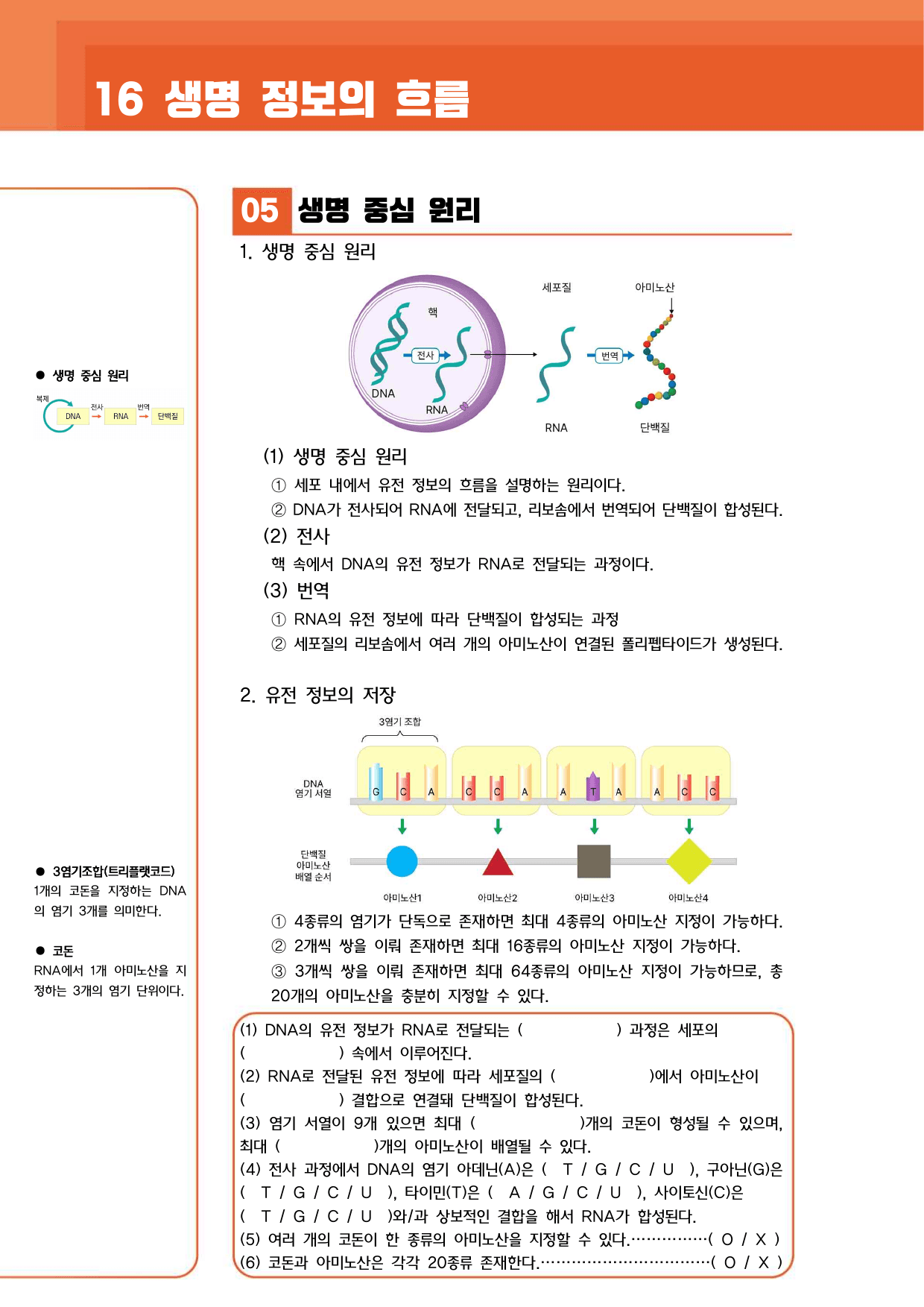 ★1등급 달성★ 16 생명 정보의 흐름 (꼼꼼개념+유형연습)_preview_undefined